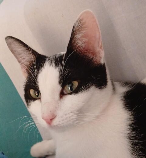 SKARLET 230 27620 Gasny