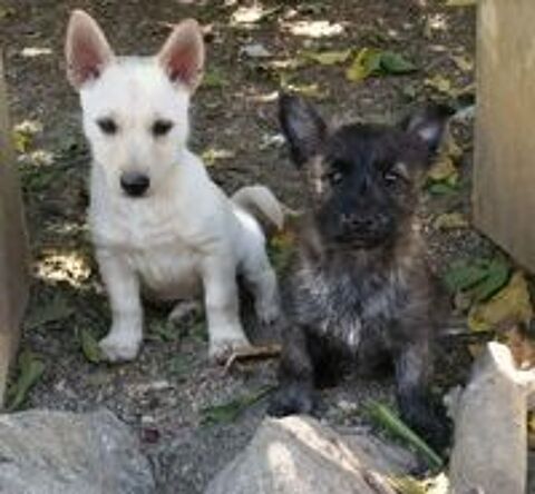   SYMPATHIQUE TERRIER D'ECOSSE 