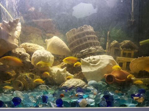 Poisson Ciclide du Malawi  3 19100 Brive-la-gaillarde