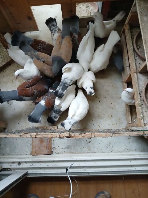 PIGEONS  8 13009 Marseille