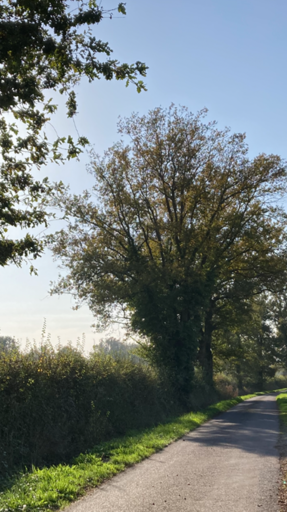 Vente Terrain Terrain constructible Avermes