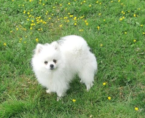 Mle spitz nain Pomranien  disponible pour saillie 59143 Watten