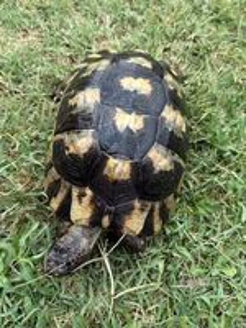  Tortue femelle marginata 20ans 