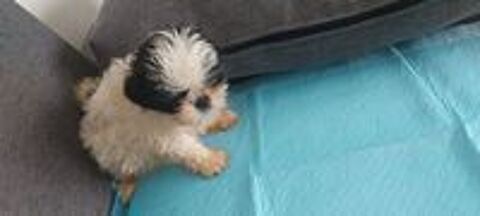   shih tzu chiots 