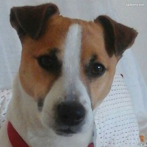 Au bonheur des chiens 0 59139 Wattignies