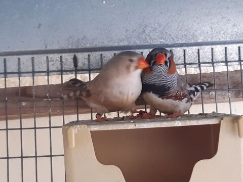 Mandarins 20 34590 Marsillargues