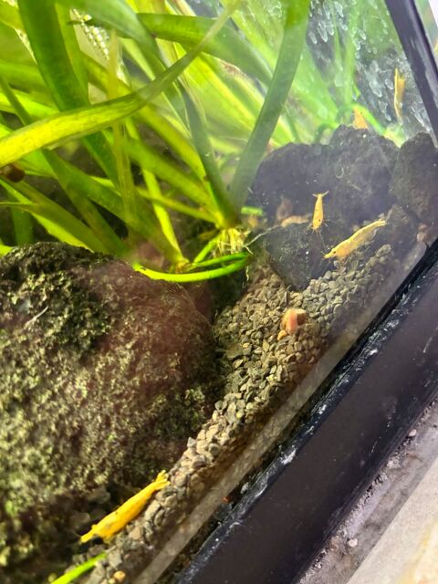 Crevette aquarium Bloody/Yellow 1 49000 Angers