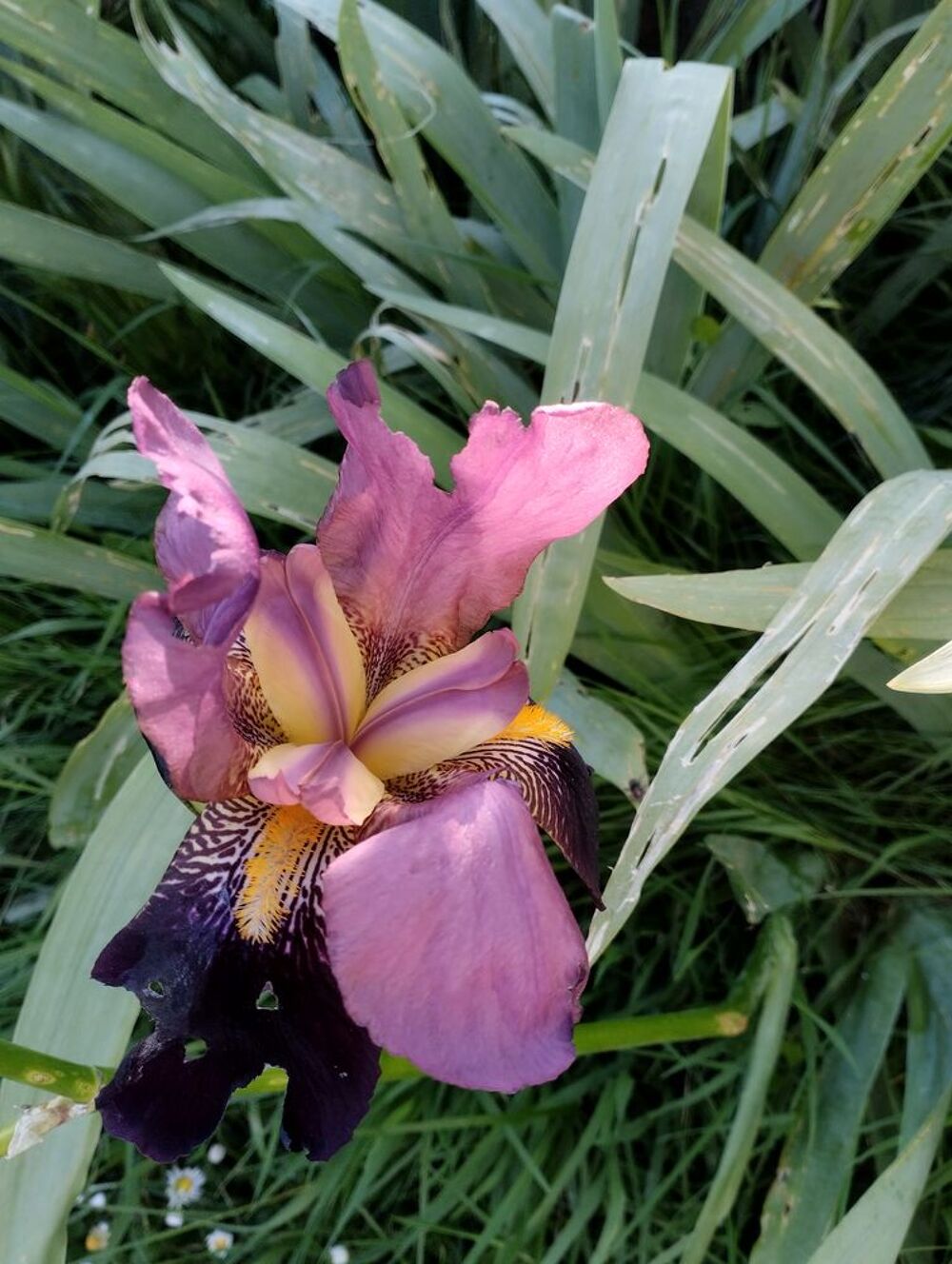 Iris Jardin