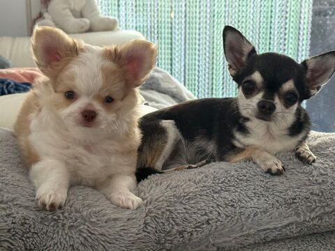 chiot chihuahua poils long bicolore males 
Non lof 850 31190 Mauressac
