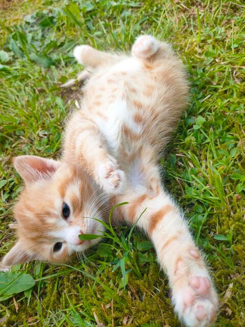 Donne deux chat roux contre bons soins 0 19100 Brive-la-gaillarde