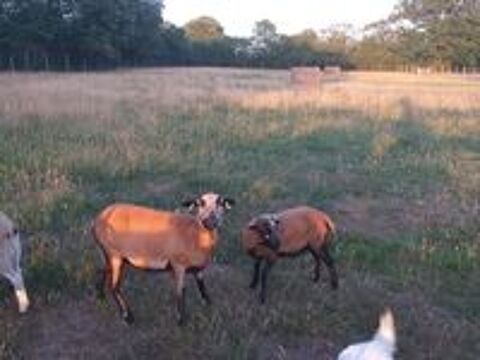   Mouton cameroun  