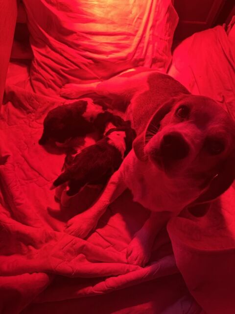 chiots beagle lof 900 13700 Marignane