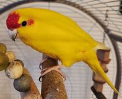   3 kakarikis adultes 
