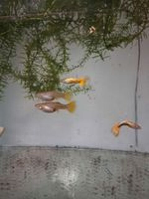   Poissons aquarium 