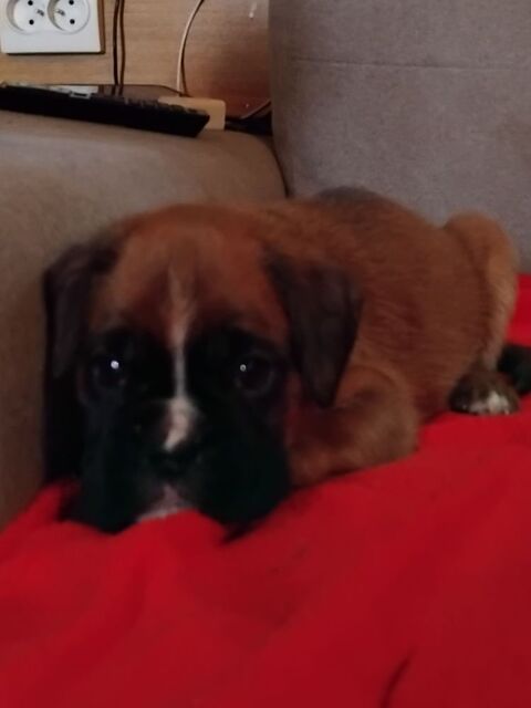 Chiots boxer LOF 1500 27450 Saint-grgoire-du-vivre