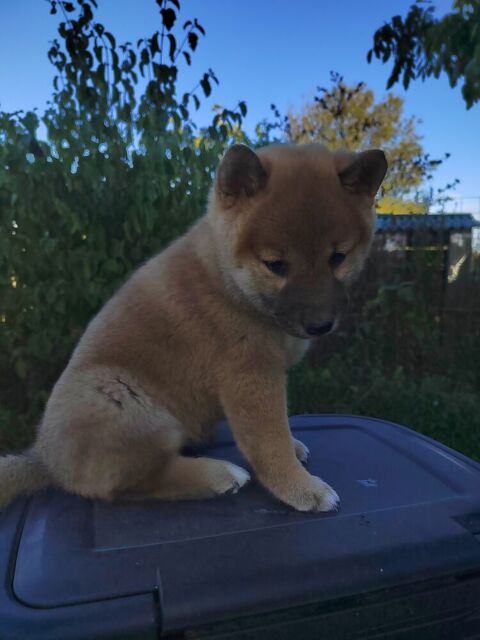 Tr&egrave;s jolis chiots Shiba Inu Lof 1800 71000 Mâcon