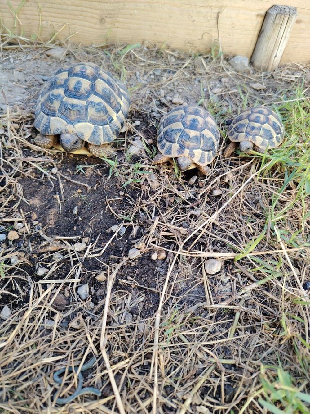   Tortue  2 ans 3 ans 5 ans  