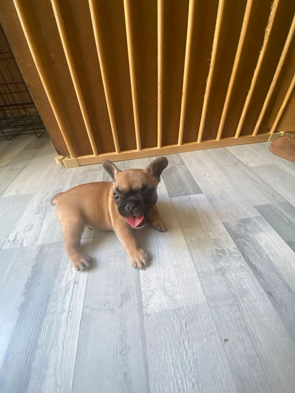   chiots Mâle bouledogue francais fauve masque noir  