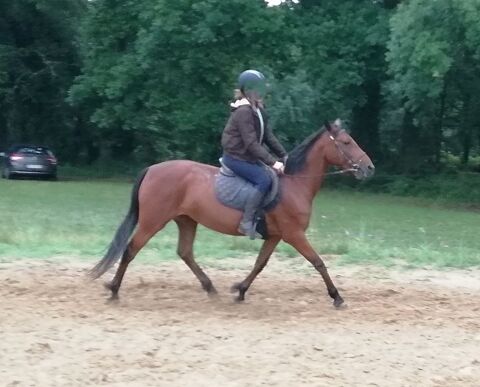 Ponette landaise 1.47 m bai cheval d &eacute;cole grande exp&eacute;rience 4000 40100 Dax