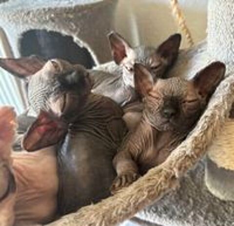   SPHYNX  