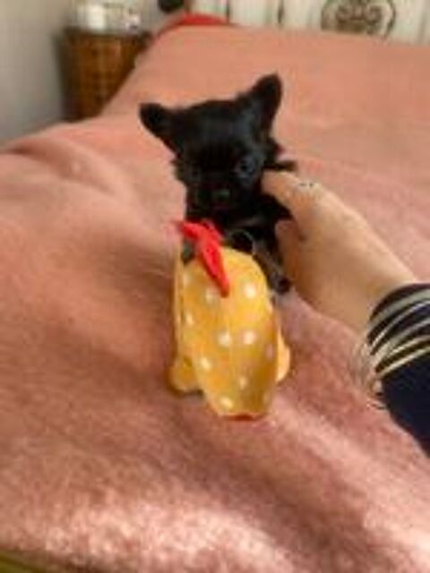  Magnifique bb femelle chihuahua 2 mois et demi noire 