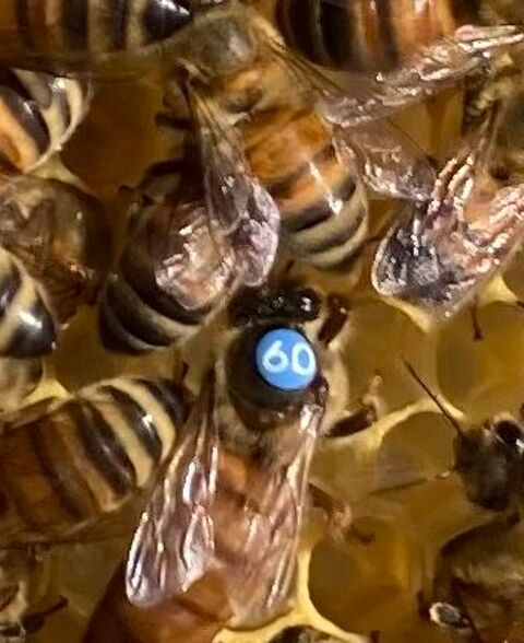 Essaim abeilles 150 43700 Saint-germain-laprade