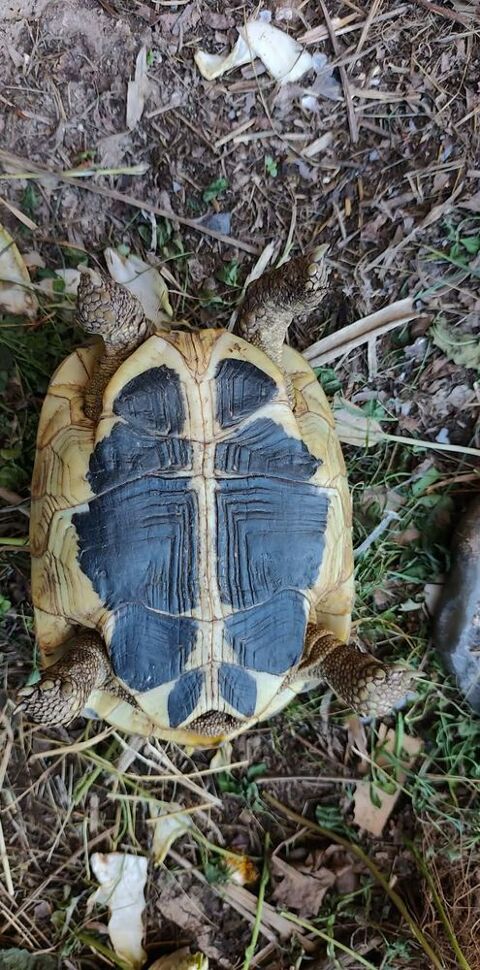 Tortues de terre 150 34500 B�ziers