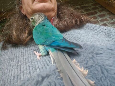 Conure violet femelle 320 59112 Ann�ullin