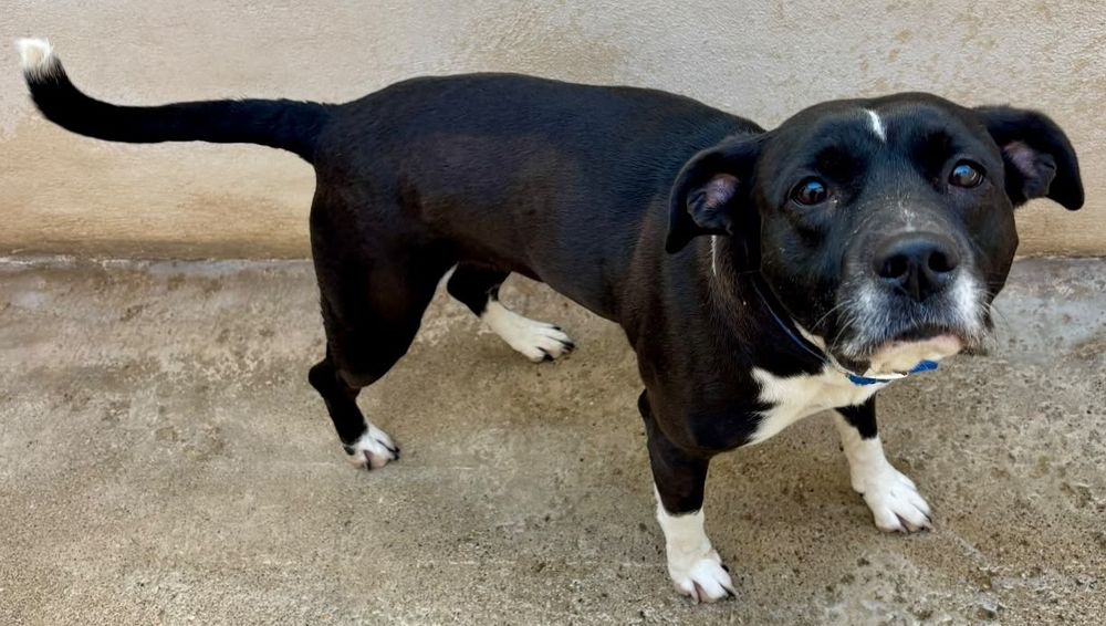   BABETH, staffie 2 ans 
