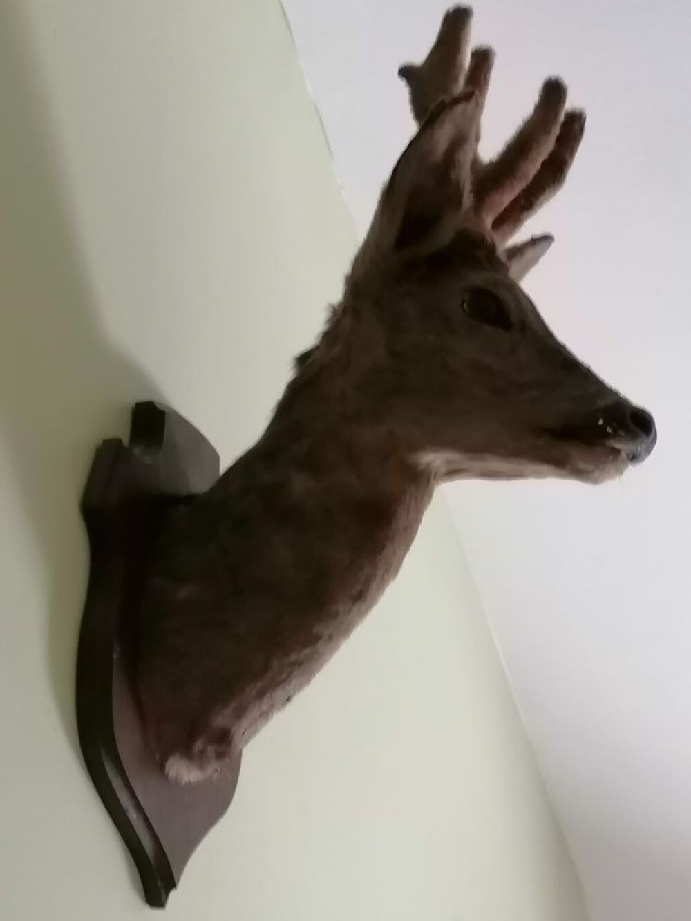 T&ecirc;te de Chevreuil Décoration