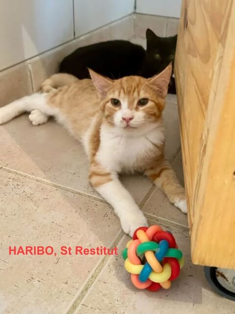 Chat HARIBO &agrave; l adoption 120 26130 Saint-restitut