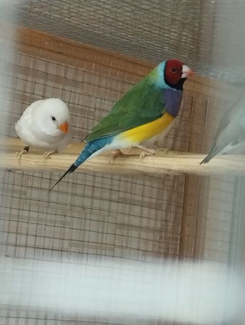 Couple de diamant gould 80 86400 Civray