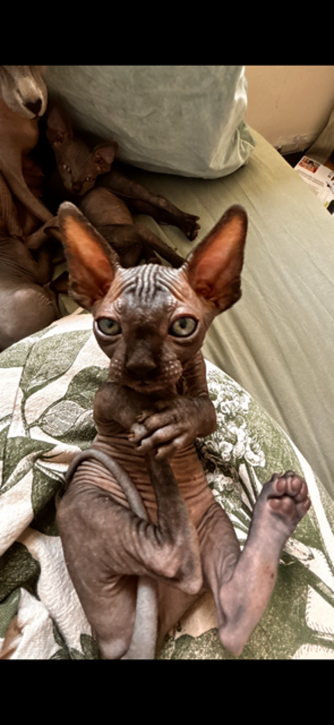 Chaton sphynx 900 77210 Avon