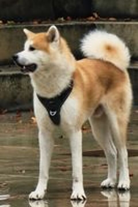   Akita Inu LOF, dernier chiot 
