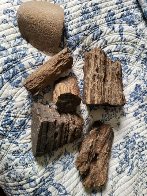 Lot de bois fossilis fossile pierre ancien 25 Guer (56)