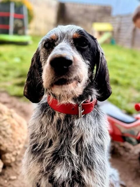 Chien ONYX à l adoption 210 26400 Vaunaveys-la-rochette