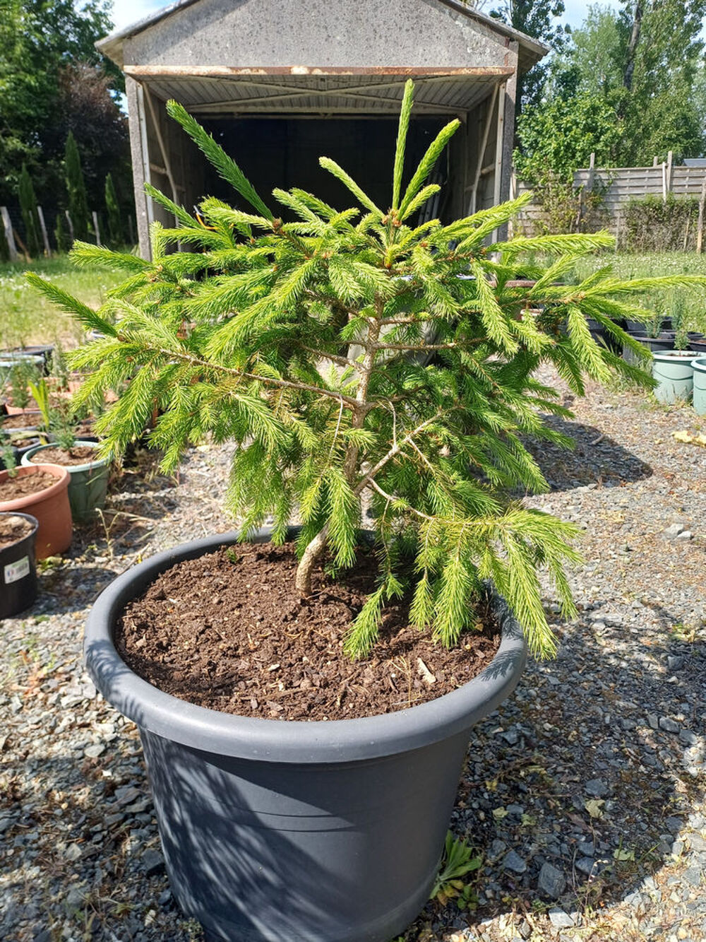 EPICEA d'Orient Jardin