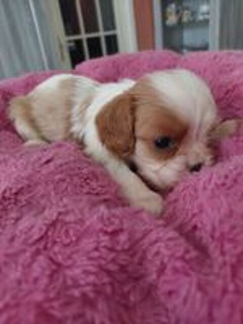   Cavalier king charles  