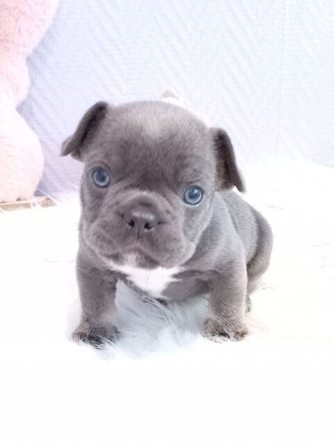 Bouledogue fran&ccedil;ais exotique m&acirc;le 1300 18370 Beddes