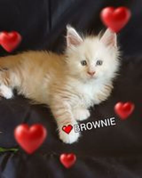   CHATONS MAINES COONS DISPONIBLES A LA RESERVATION 