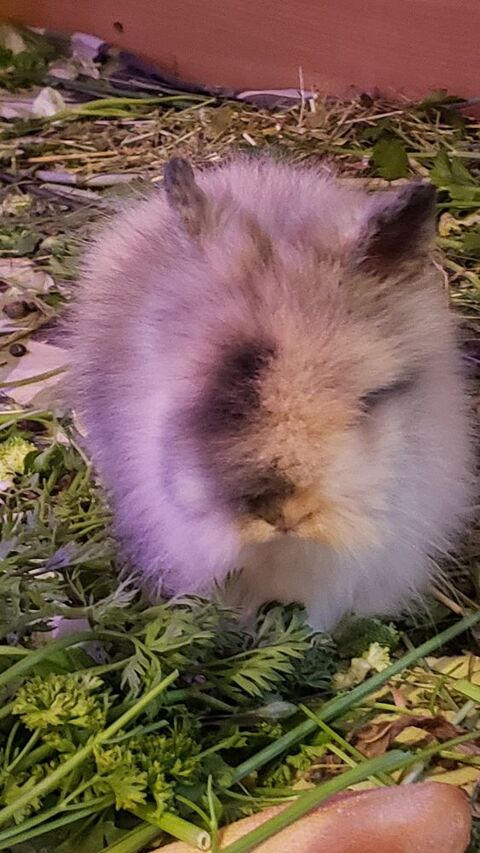 B&eacute;b&eacute; Lapin Nain Angora &agrave; T&ecirc;te de Lion 50 83400 Hy�res