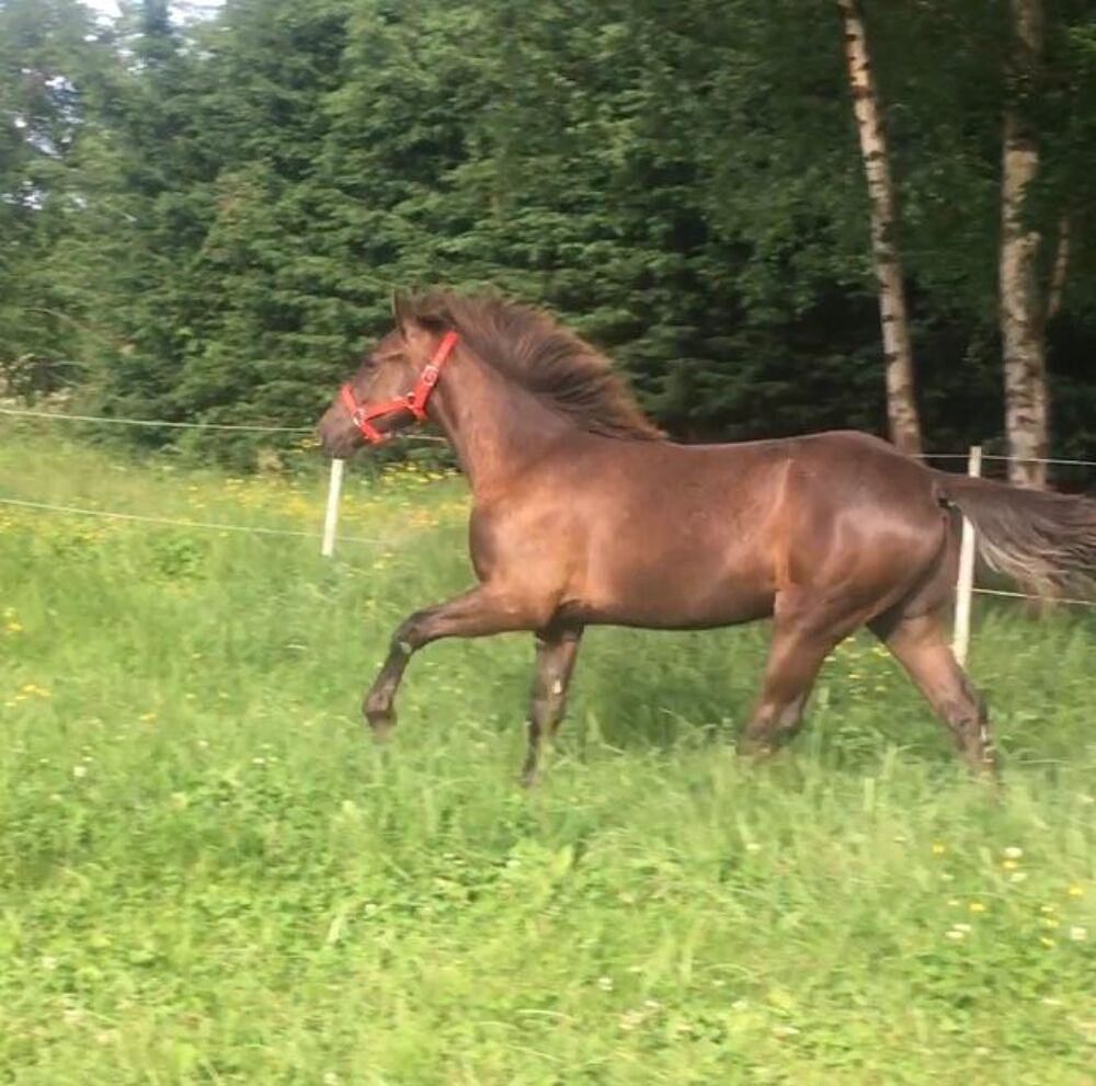   Timing THW cheval Am�ricain � allures  