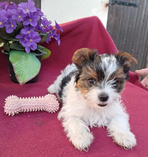 chiots biewer tricolore 1000 28000 Chartres