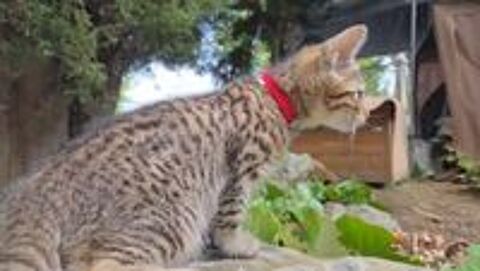   Chatons Val d'Oise 