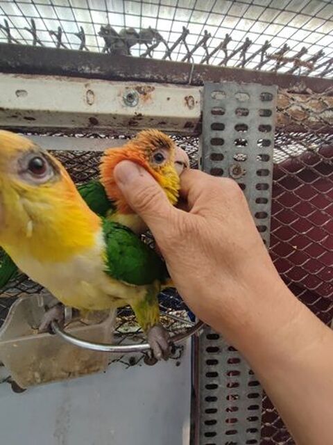 Petit perroquet ca&iuml;ques 500 38300 Bourgoin-jallieu