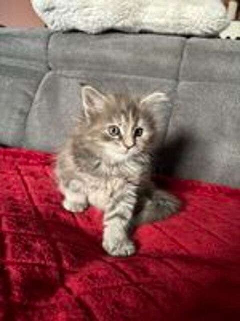   Chaton Maine coon 