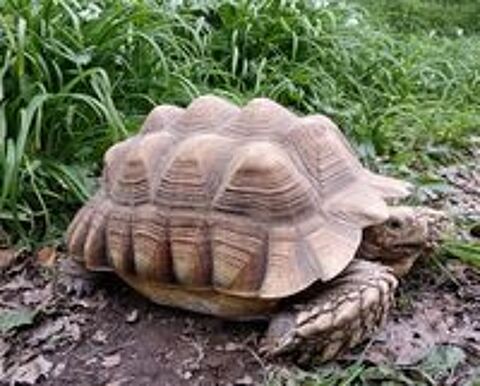   Tortue sillonnée (sulcata) mâle 30 cm 