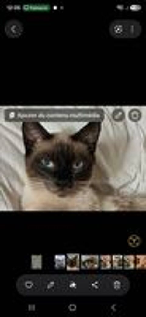  Disparition chat siamois 