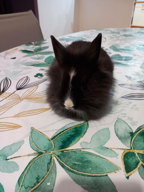 Bébé Lapin nain male , tete de lion 20 34530 Montagnac