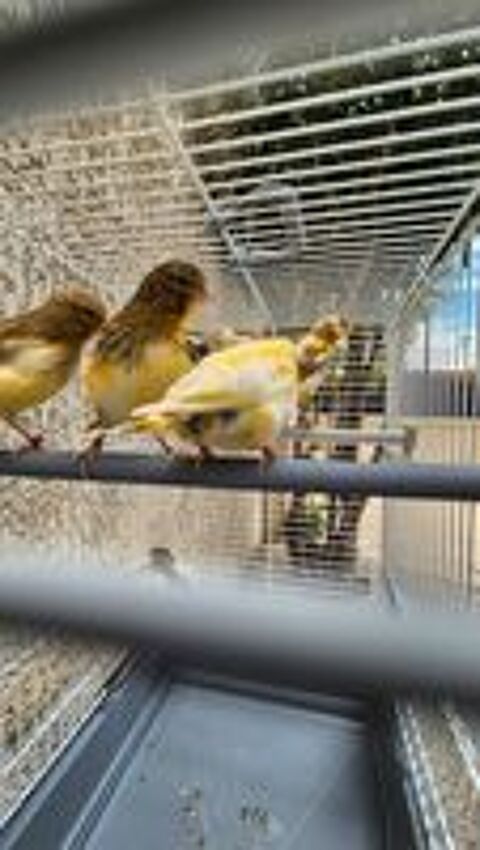   Canaris mosaic 2026 